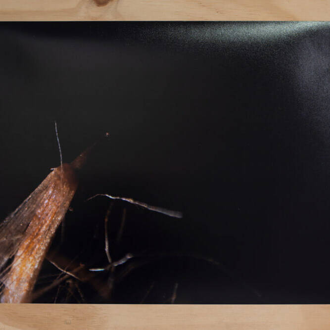 Juan Alonso - Proyectos visuales, IDPC, 2023