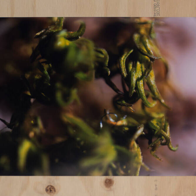 Juan Alonso - Proyectos visuales, IDPC, 2023