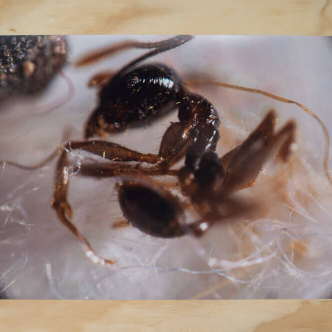 Juan Alonso - Proyectos visuales, IDPC, 2023