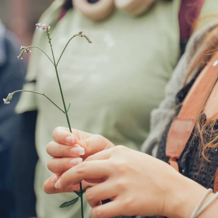 Manos sostienen un tallo de una planta con flores