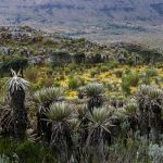 IDPC - Páramo de Sumapaz