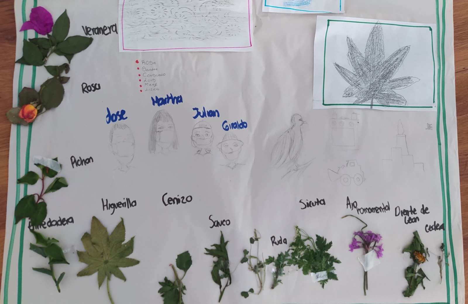 Cartelera con distintos tipos de hojas de plantas identificadas