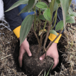manos plantando un árbol