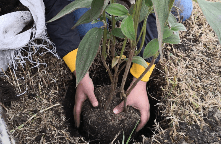 manos plantando un árbol