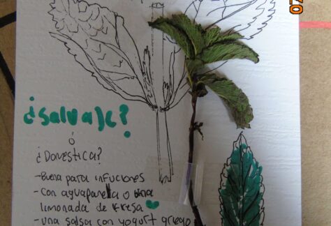 Gráfico de un escrito a mano en una cartulina blanca con títulos verdes y letras negras con un ramo de Hierbabuena y un dibujo en el que se explica el uso de esta planta y el lugar donde se encuentra.