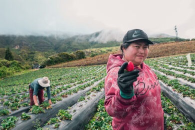Mujer sembrando fresas