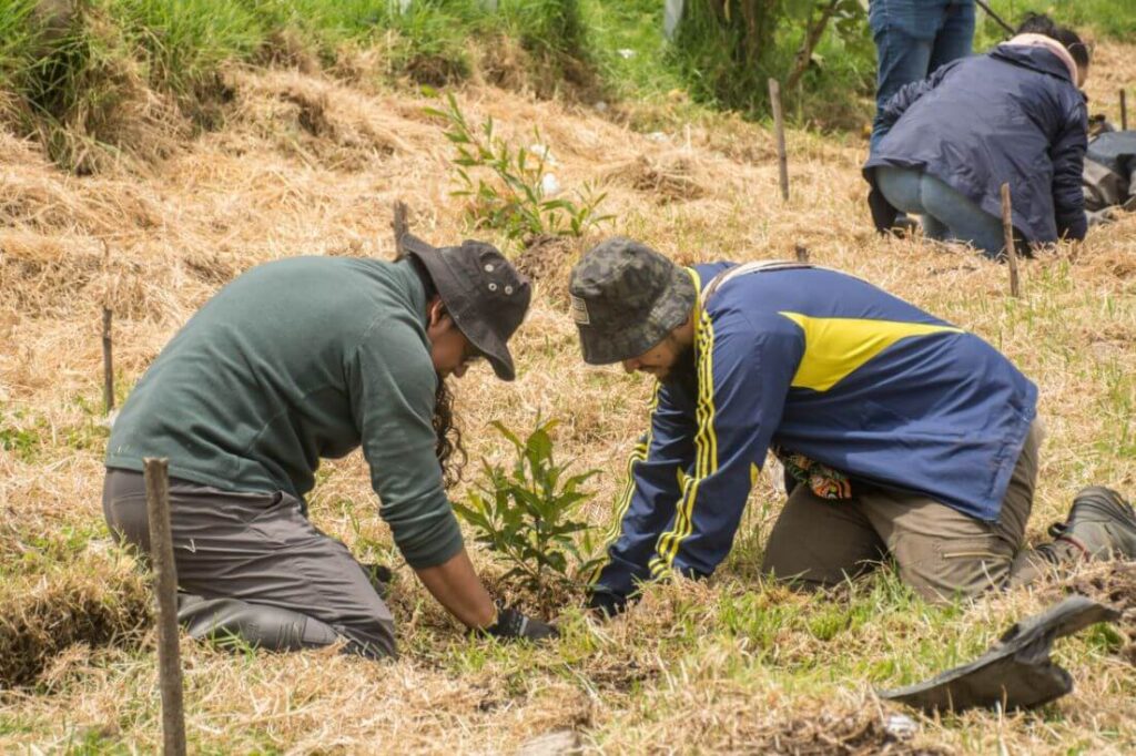 dos persona plantando un árbol durante el sembratón en el Parque arqueológico y del patrimonio cultural de Usme.