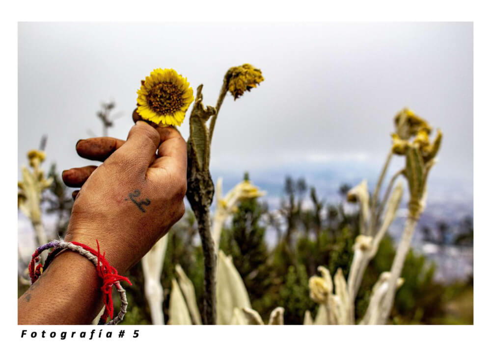 Valle de frailejones