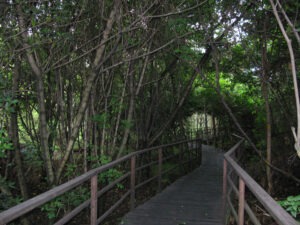 Puente de madera en el humedal córdoba