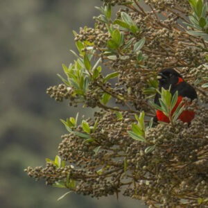 Un pájaro rojo y negro en un árbol en sumapaz