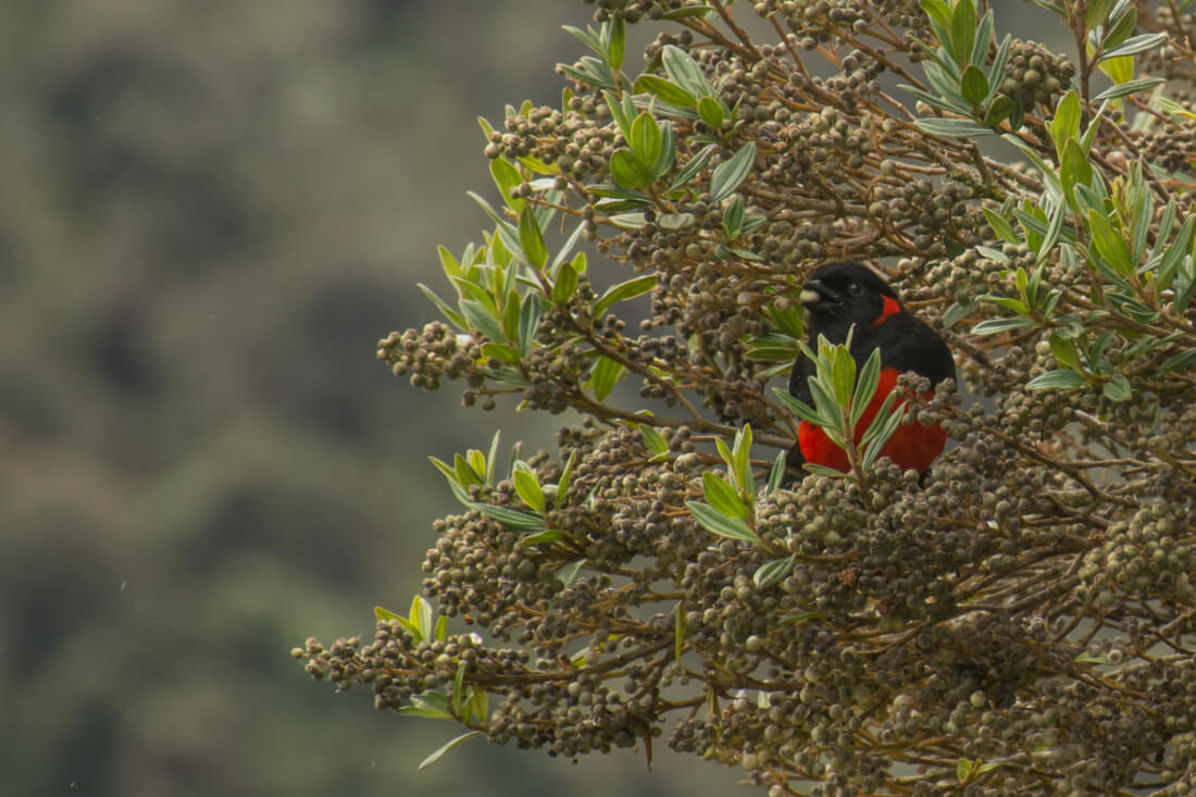Un pájaro rojo y negro en un árbol en sumapaz