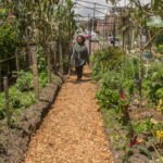 El patrimonio que brota: cultura, territorio y naturaleza en Bogotá