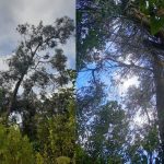 Con criterios técnicos y compensación ambiental, el IDPC gestionó la tala de un árbol en riesgo en el PAPCU