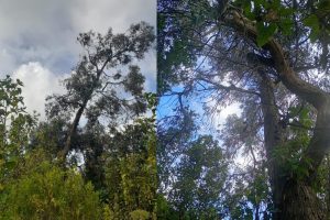 Con criterios técnicos y compensación ambiental, el IDPC gestionó la tala de un árbol en riesgo en el PAPCU