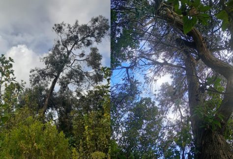 Con criterios técnicos y compensación ambiental, el IDPC gestionó la tala de un árbol en riesgo en el PAPCU
