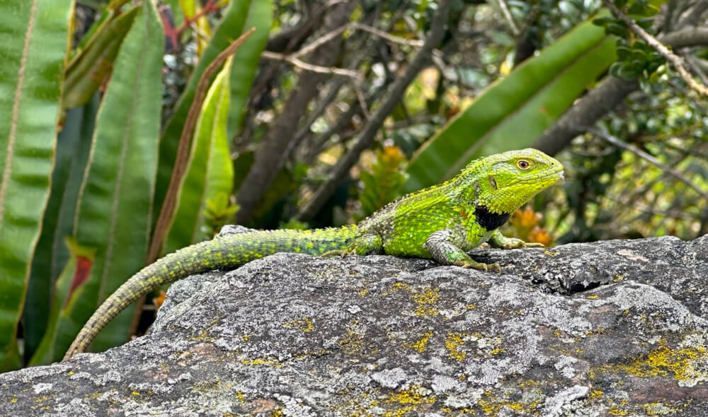 Fauna del camino. Lagarto collarejo (Stenocercus trachicephalus)