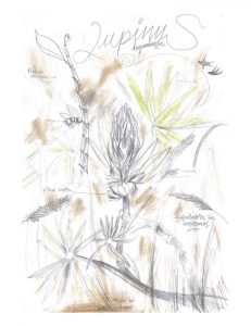 Dibujo segundo puesto dibujatón titulado Lupinus Leguminosa