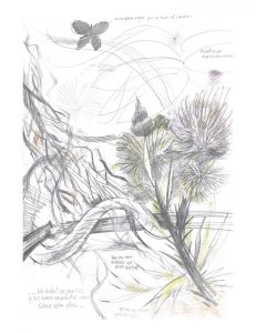 Dibujo segundo puesto dibujatón titulado Flor espinada